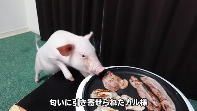 日本“100天后会被吃掉的宠物猪”迎大结局，真就这样被吃掉了？
