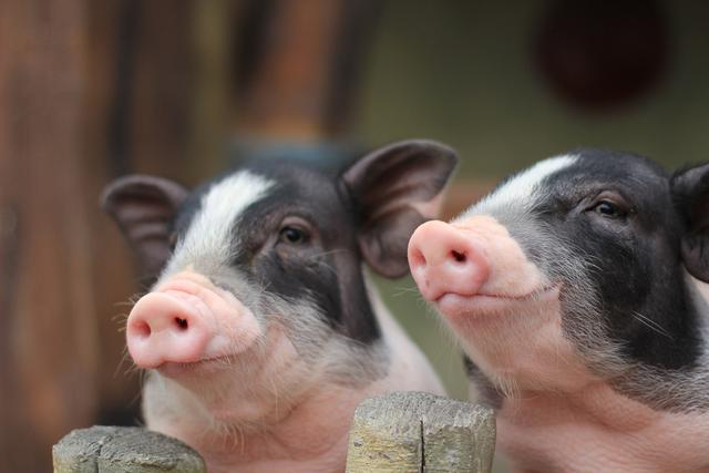 听了关于生肖猪的民间故事，果真猪是很有福气的属相