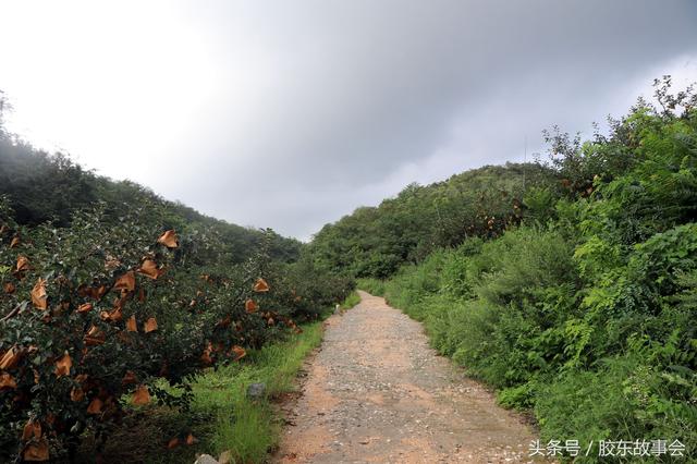 烟台牟平有个金鸡庄，孙姓居多，祖先从大窑老人仓迁来