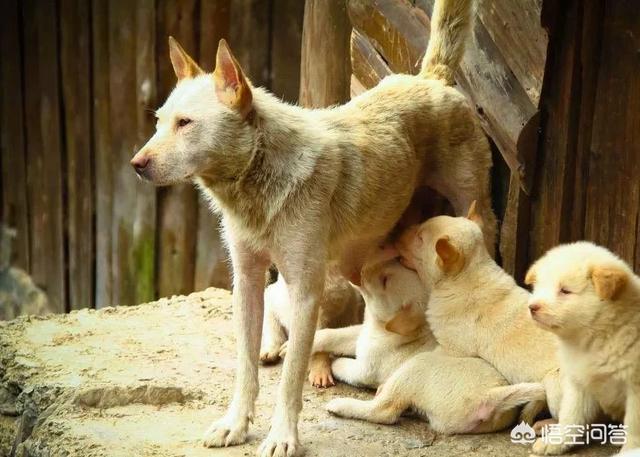 农村老话，养猪莫生双，养狗莫生六，为什么这么说，你听过吗？