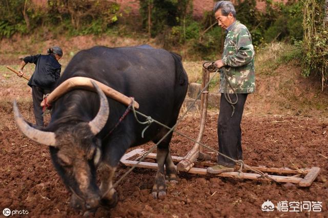 农村俗语：“正月的猪，五月的牛”，为啥要这么说呢？有什么道理？