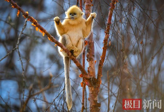 神农架“护猴人”黄天鹏16年与猴为伴，能叫出90多只金丝猴的名字