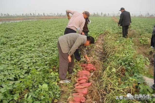 社旗各乡镇介绍来了！快来看看你家乡的来历