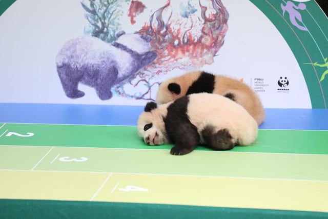 好萌！7只大熊猫宝宝集体亮相庆国庆