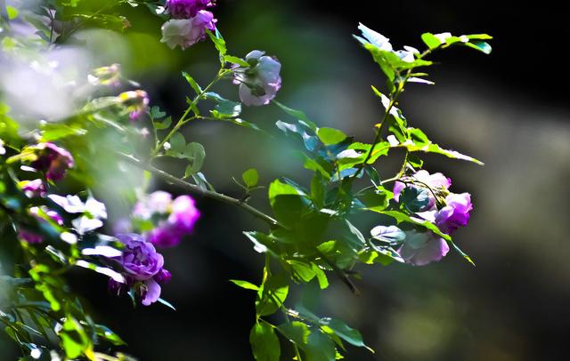 十二生肖·属狗·幸运植物