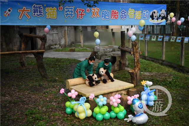 萌翻！重庆两对熊猫双胞胎名字来了：星星&辰辰 奇珍&奇宝