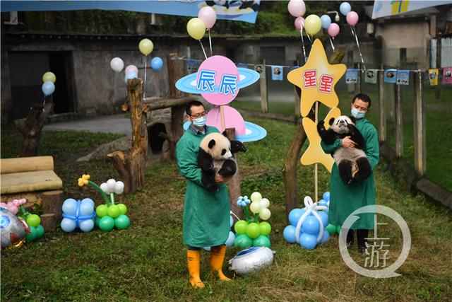 萌翻！重庆两对熊猫双胞胎名字来了：星星&辰辰 奇珍&奇宝