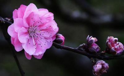 文人与花之桃花