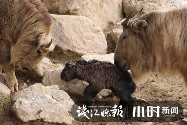 杭州野生动物世界迎来牛年第一只国宝动物——金毛羚牛，快来给它取个好听的名字