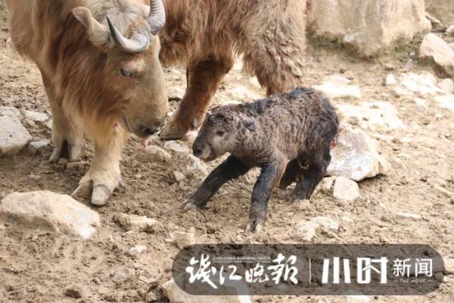 杭州野生动物世界迎来牛年第一只国宝动物——金毛羚牛，快来给它取个好听的名字