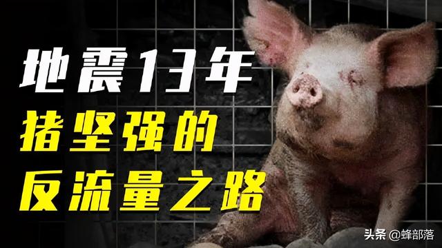 猪价“暴跌”，猪能否“逃过”短暂一生，不被杀，有存在意义？