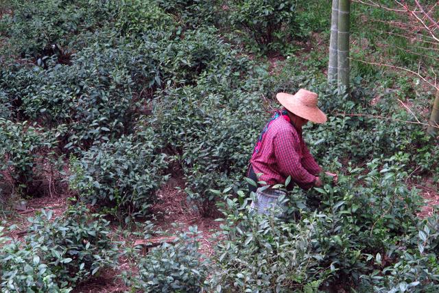 国际茶日，了解一下顾渚山的唐代贡茶