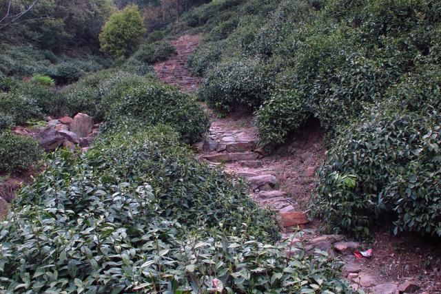 国际茶日，了解一下顾渚山的唐代贡茶