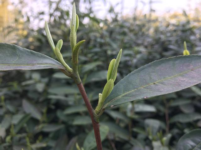 国际茶日，了解一下顾渚山的唐代贡茶