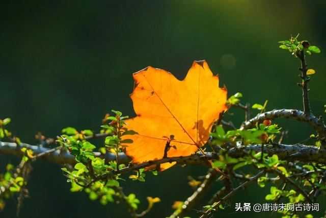 碧梧青桐又西风