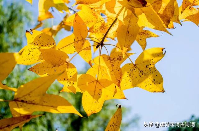 碧梧青桐又西风