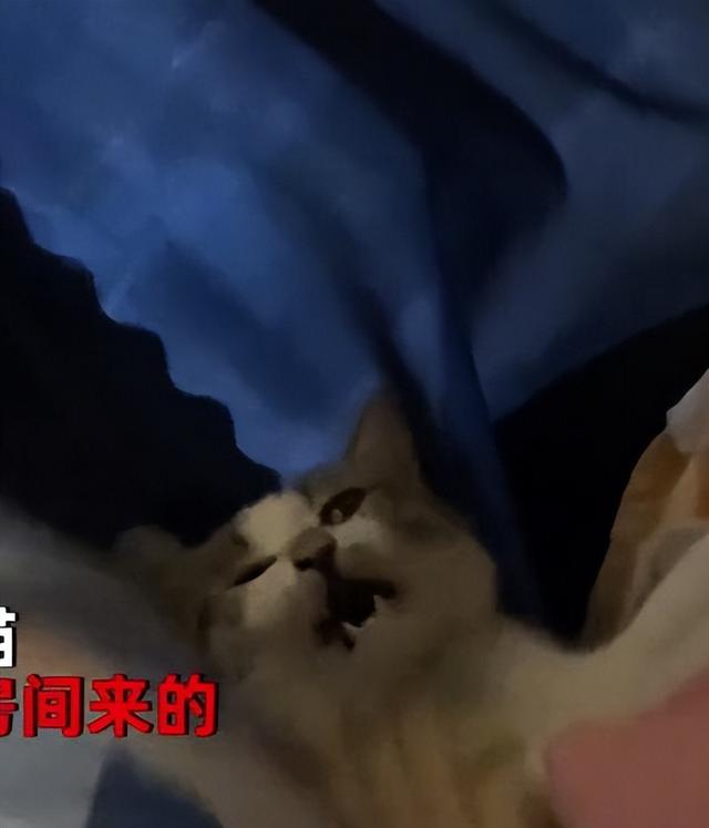 睡醒后发现床上多了只猫，小伙整个人都懵了：哪里来的猫？