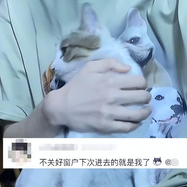 睡醒后发现床上多了只猫，小伙整个人都懵了：哪里来的猫？