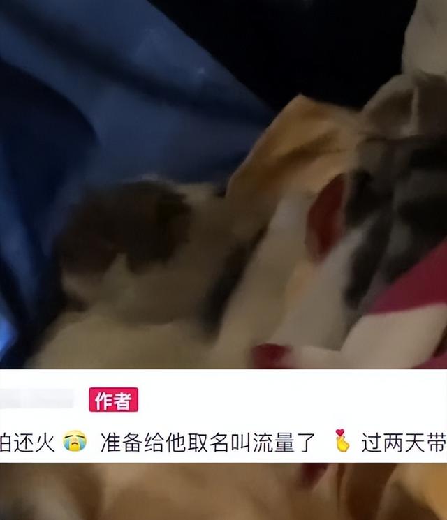 睡醒后发现床上多了只猫，小伙整个人都懵了：哪里来的猫？