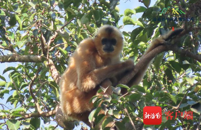 两只海南长臂猿宝宝取名为猿海、猿南