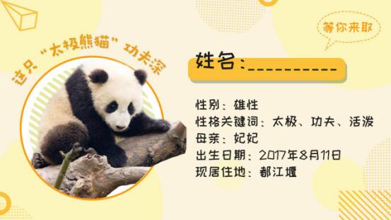 都江堰大熊猫征名：没想到网友们的脑洞如此之大！