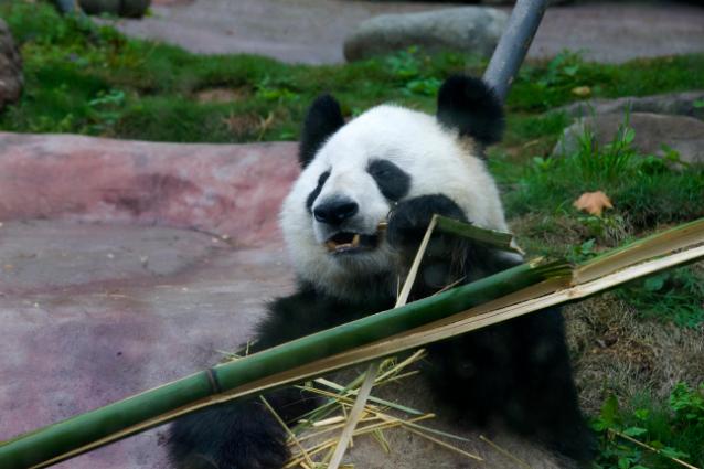 都江堰大熊猫征名：没想到网友们的脑洞如此之大！