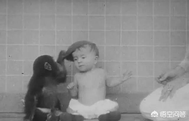 黑猩猩跟人类小孩一块养育，认为自己也是人类，后来它怎样了？