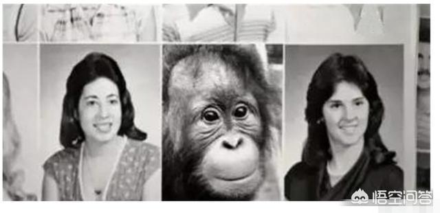 黑猩猩跟人类小孩一块养育，认为自己也是人类，后来它怎样了？