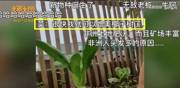 男子把“上海青”种成“万年青”！一棵菜传三代，网友评论亮了