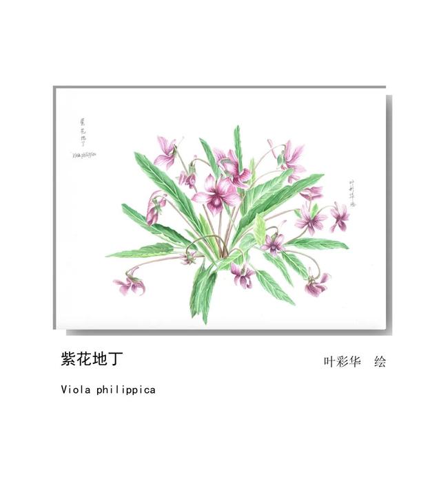 LIAN.影响世界的中国植物——2020年博物绘画全国巡展杭州植物园站（三）