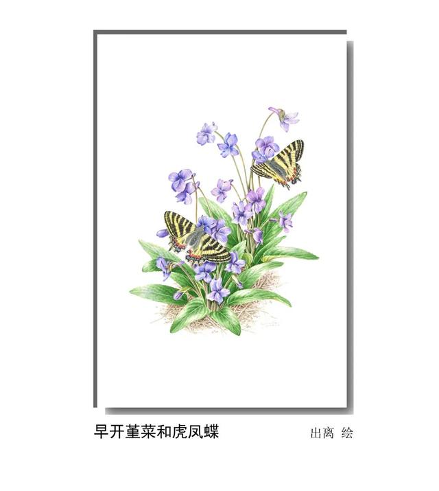 LIAN.影响世界的中国植物——2020年博物绘画全国巡展杭州植物园站（三）