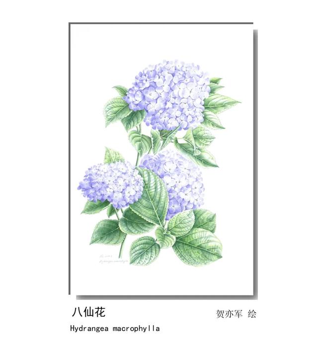 LIAN.影响世界的中国植物——2020年博物绘画全国巡展杭州植物园站（三）