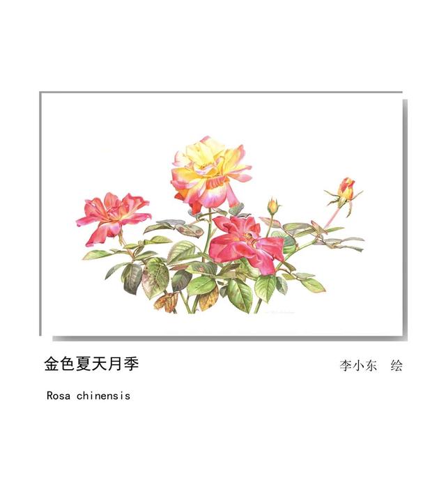 LIAN.影响世界的中国植物——2020年博物绘画全国巡展杭州植物园站（三）