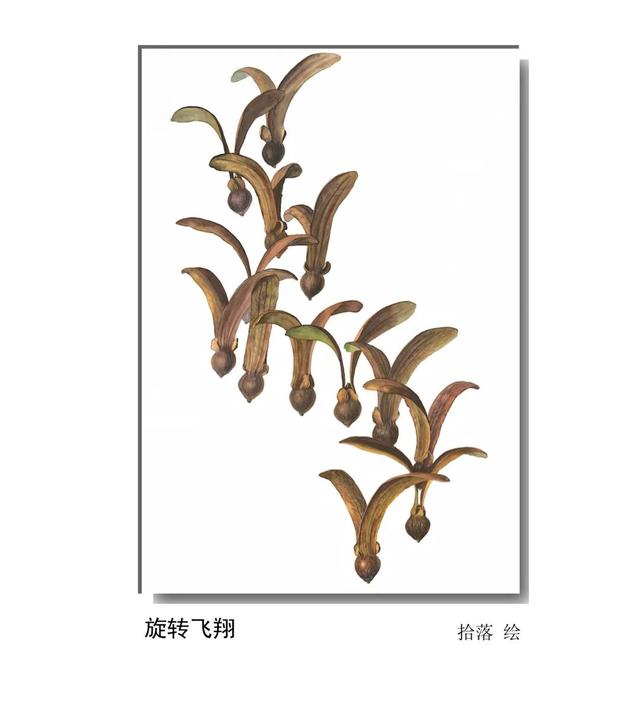 LIAN.影响世界的中国植物——2020年博物绘画全国巡展杭州植物园站（三）