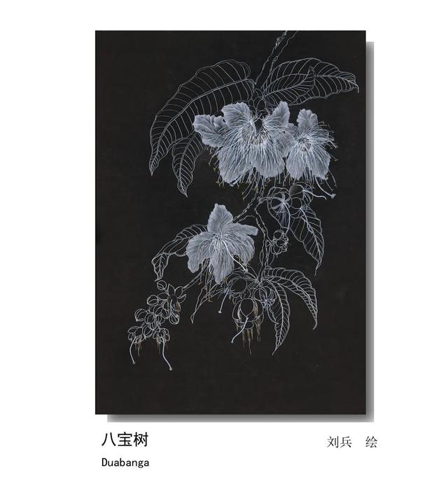 LIAN.影响世界的中国植物——2020年博物绘画全国巡展杭州植物园站（三）