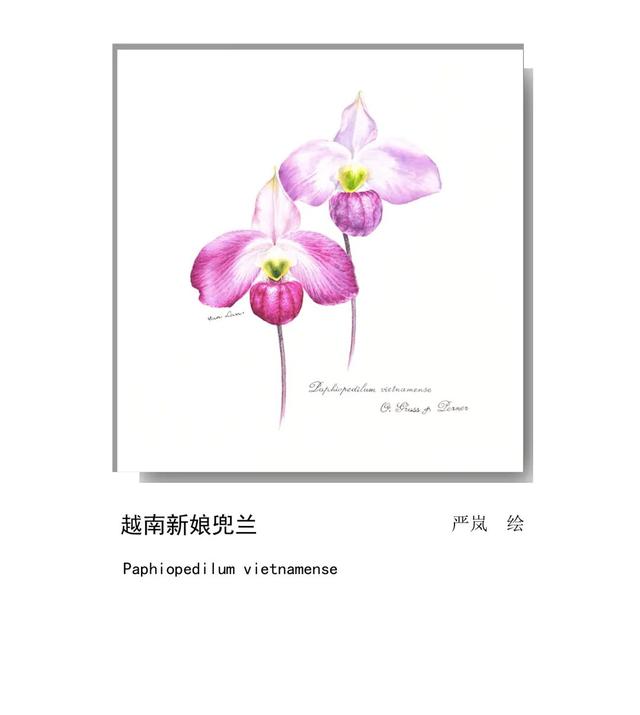 LIAN.影响世界的中国植物——2020年博物绘画全国巡展杭州植物园站（三）