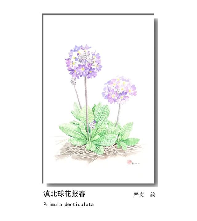 LIAN.影响世界的中国植物——2020年博物绘画全国巡展杭州植物园站（三）