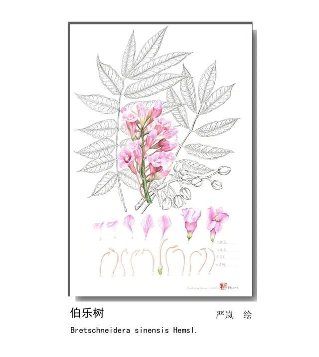 LIAN.影响世界的中国植物——2020年博物绘画全国巡展杭州植物园站（三）