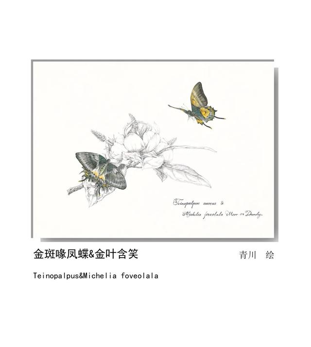 LIAN.影响世界的中国植物——2020年博物绘画全国巡展杭州植物园站（三）