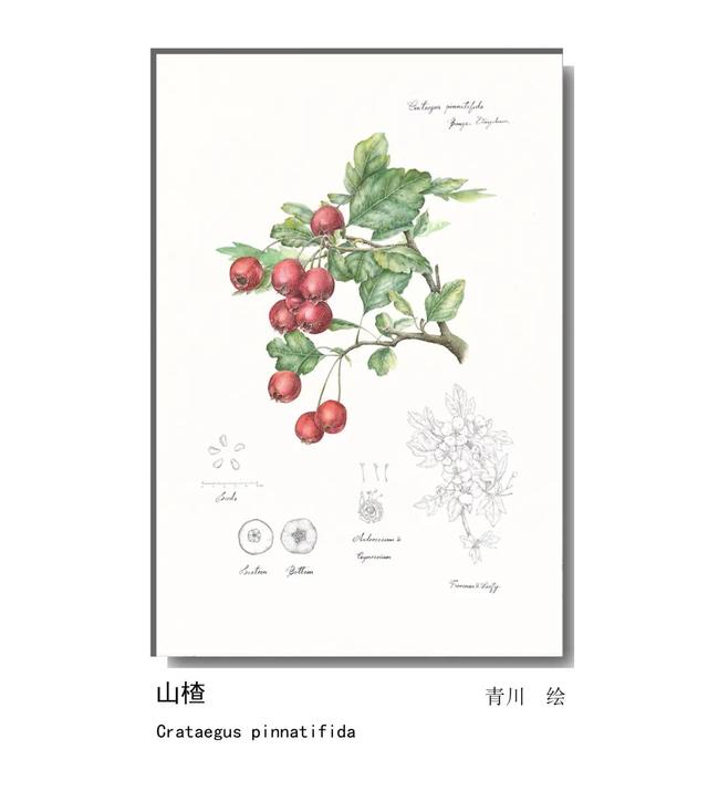 LIAN.影响世界的中国植物——2020年博物绘画全国巡展杭州植物园站（三）