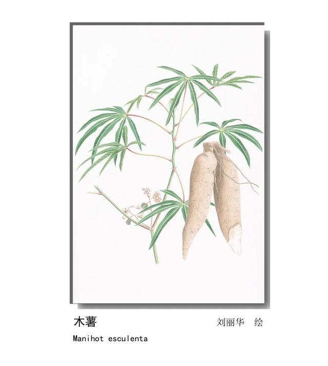 LIAN.影响世界的中国植物——2020年博物绘画全国巡展杭州植物园站（三）