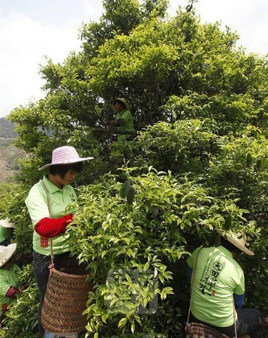 别叫我单枞（cōng），我是凤凰单丛（cóng）