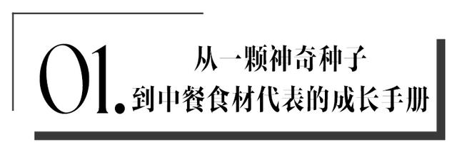 杠一下｜东北豆腐和长沙豆腐有什么区别？