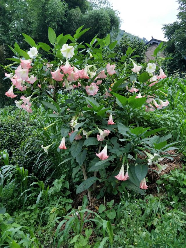 越漂亮的花越有毒，快来认识这18种“大毒花”，涨知识不吃亏