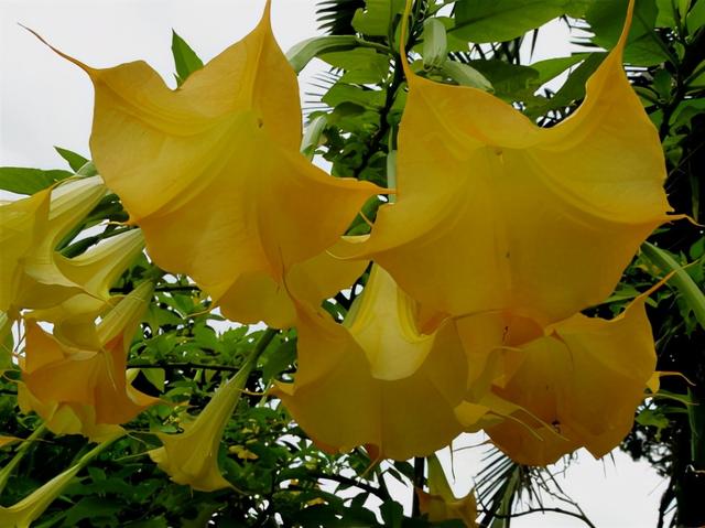 越漂亮的花越有毒，快来认识这18种“大毒花”，涨知识不吃亏