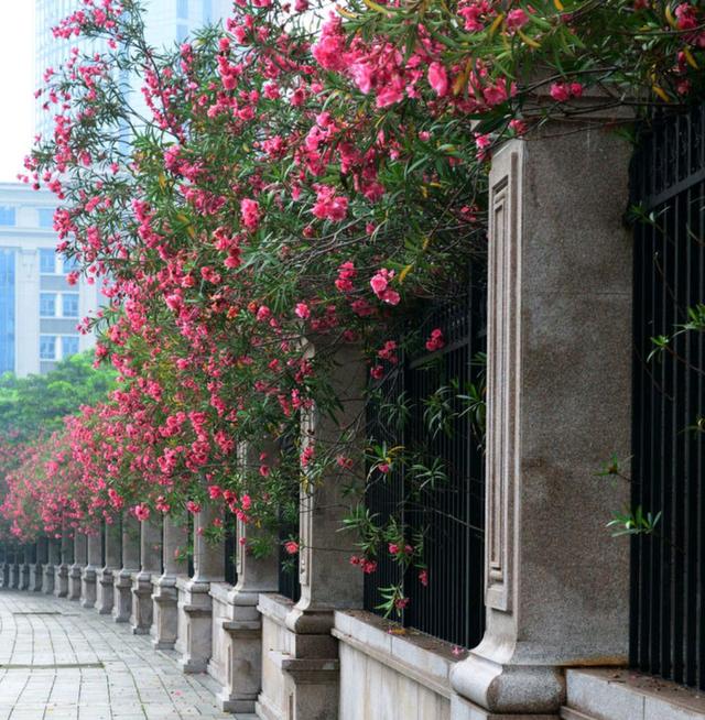 越漂亮的花越有毒，快来认识这18种“大毒花”，涨知识不吃亏