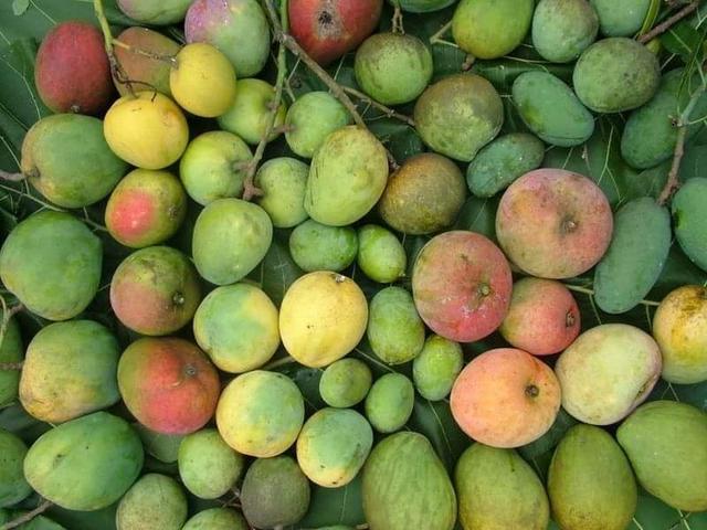 印度农民种出神奇芒果，看着像苹果吃着像香蕉…还有孜然口味？