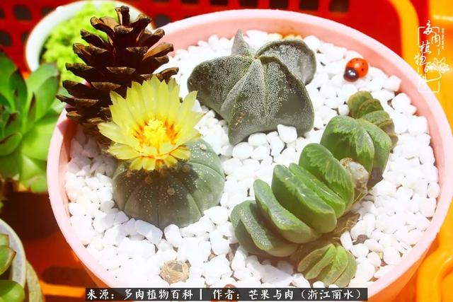 芒果与多肉是我的全部：90后小阿姨的养肉养娃里程