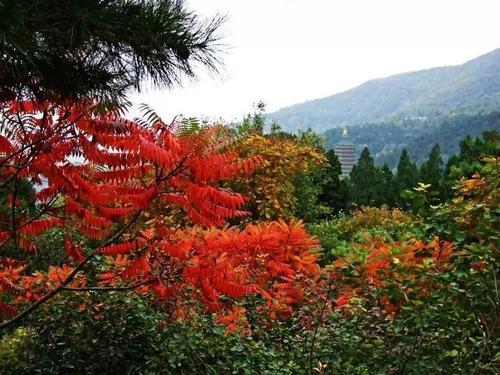 林黛玉为什么姓林？妙解曹雪芹给《红楼梦》人物取姓起名之谜