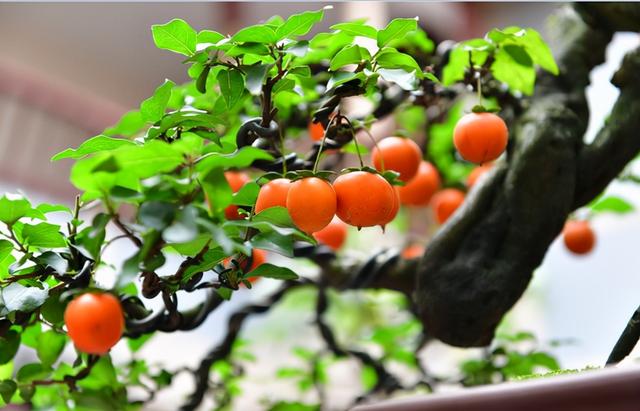 7种吉祥花，适合养在家里，一帆风顺鸿运当头，日子越过越红火